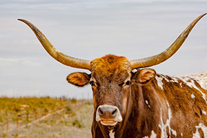 western oklahoma